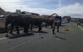 FOTO in VIDEO: Po nesreči tovornjaka so prestrašeni sloni tavali po cesti