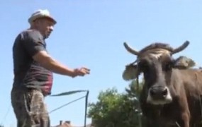 Brejo bolgarsko kravo Penko, ki je zavila čez mejo v Srbijo, bodo usmrtili