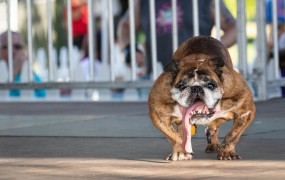 Buldog Zsa Zsa, najgrši pes na svetu, je v spanju poginil
