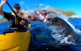 Neverjetno: tjulenj je skočil iz vodo in kajakašu prisolil klofuto s hobotnico (VIDEO)