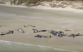 Na obali na Novi Zelandiji nasedlo in poginilo več kot 140 kitov