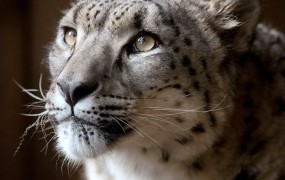 V Veliki Britaniji ustrelili pobeglega snežnega leoparda