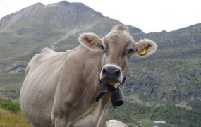 Tatovi kradli zvonce kravam na gorskih pašnikih