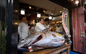 "Kralj tun" je za kar 2,7 milijona evrov kupil 278 kilogramskega tuna