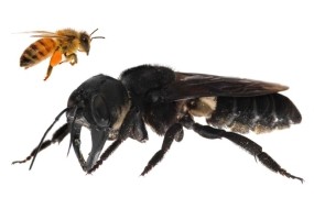 Znanstveniki navdušeni nad odkritjem orjaške čebele, ki je dolgo veljala za izgubljeno