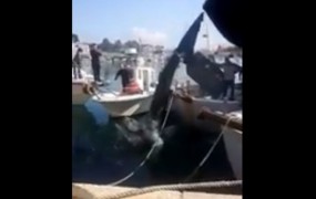 Neverjeten prizor v Savudriji: iz morja pri Piranskem zalivu potegnili osemmetrskega morskega psa (VIDEO)