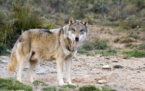 Ovce na Bavarskem raztrgal volk z Slovenije in Hrvaške