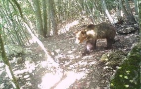To je "neverjetni" slovenski medved, ki mu je uspel izjemen pobeg iz ograde