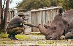 Tako se znanstveniki trudijo severne bele nosoroge rešiti pred izumrtjem