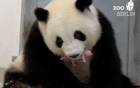 Panda Meng Meng berlinskem živalskem vrtu skotila dva mladiča (VIDEO)
