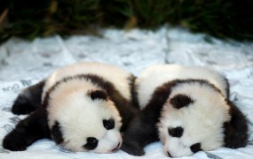 Mladi pandi v berlinskem živalskem vrtu dobili sanjski imeni