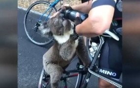 Neverjeten prizor: žejna koala v peklenski vročini kolesarje prosila za vodo (VIDEO)