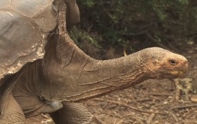 To je legendarni želvak, ki je s seksom rešil svojo vrsto (VIDEO)