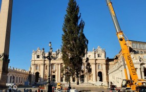 Vlada sporoča kritikom "ofucane" slovenske smreke v Vatikanu: "To drevo je eno najlepših, kar smo jih dobili"