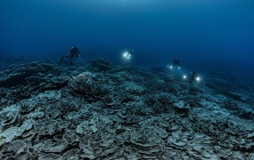 Odkritje: Orjaški koralni greben pri Tahitiju