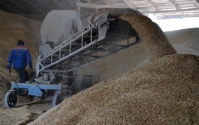Ukrajinsko žito zaradi Rusije spet ne more do ljudi