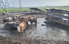Odvzem 24 krav pri Krškem ni posledica nove zakonodaje, prijava prišla že prej, pravijo na upravi