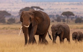 "Darilo", ki si ga Nemčija ne želi: kaj naj naredi z 20.000 sloni?