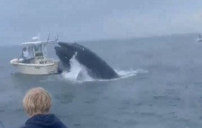 Nor prizor: poglejte, kako kit skoči na ladjico - ribiča dobesedno katapultira v vodo! (VIDEO)