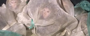 V prtljažniku skrivali 46 ubogih opic
