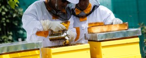 Vsaka tretja žlica hrane je odvisna od čebel, vsakdo od nas lahko pomaga čebelam preživeti