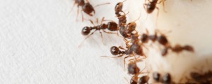 Tako se boste preprosto znebili obiskov mravelj