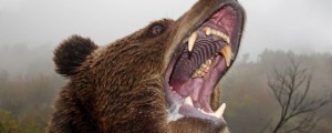 Napad medveda v Zagorju pri Pivki: domačina prepeljali na urgenco