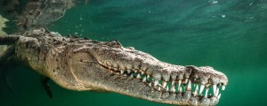 15-letnega fantka med ribolovom ubil krokodil