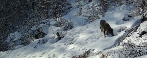 FOTO: Volkulja Bela v Zgornji Savinjski dolini omrežila pse, osnovala trop križancev in klala ovce. Po njenih stopinjah z lovcem, ki jo je "dobil"