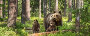 Na območju Postojne medvedka poškodovala 63-letnega lovca