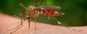 Na pohodu je nova vrsta komarja, ki je že dosegel naše kraje