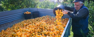 Pri nas prijavili hrvaške mandarine, ki so nevarne za zdravje