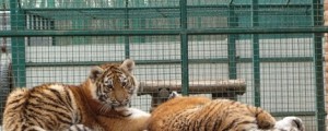 VIDEO: Živalski vrt v Harkovu bo zaradi obstreljevanja prisiljen uspavati tigre in leve