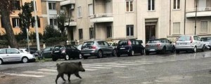 Rimljanom zaradi divjih svinj prepovedani pikniki