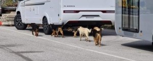 Potepuški psi pri Novem mestu napadli divjad, prebivalci se bojijo, da bi tudi otroke