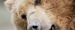 V napadu rjavega medveda umrl ameriški vojak: »V trenutku se je pojavila rjava gmota«