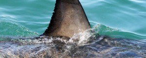 VIDEO: V Istri v plitvi vodi opazili morske pse