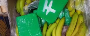 FOTO in VIDEO: V pošiljki banan se je skrivala skoraj tona kokaina