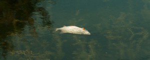 V ljubljanski potok steklo kurilno olje, poginile ribe