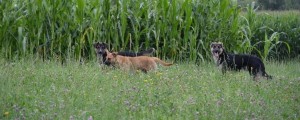 Na lovu za potepuškimi psi – občani se bojijo na sprehod