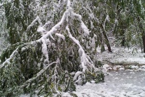 V&#38;F: Sneg lomi drevesa, težave z elektriko 