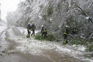 Sneg uničil do 50.000 m3 drevja