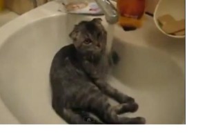 VIDEO: Mačje mokre radosti