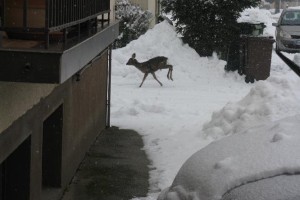 FOTO: Ti, moja srnica