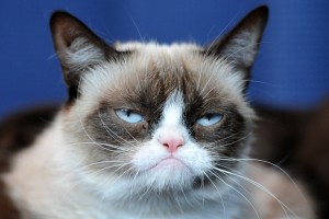 Zbogom, "grumpy cat": slavna čemerna mačka je poginila