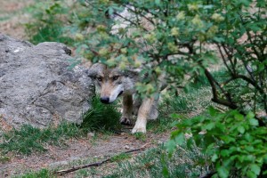 V okviru projekta Slowolf začeli spremljati še volkuljo Jasno