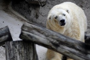 Akcija za rešitev »najbolj žalostnega« severnega medveda na svetu