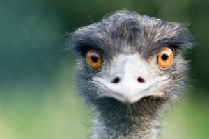 Ljubljanski ZOO: Zadet zlezel v ogrado z noji in bil skoraj ob glavo