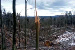 Po žledolomu: posekati bo treba 9,3 milijona kubičnih metrov drevja 