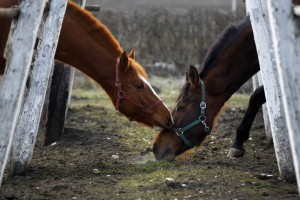 V Španiji zasegli tono »konjskih« hamburgerjev